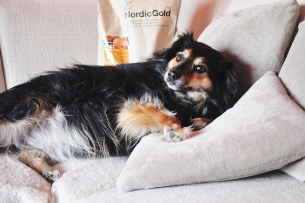 UniQ Nordic Gold - Zadbaj o zdrowie swojego psiaka! 