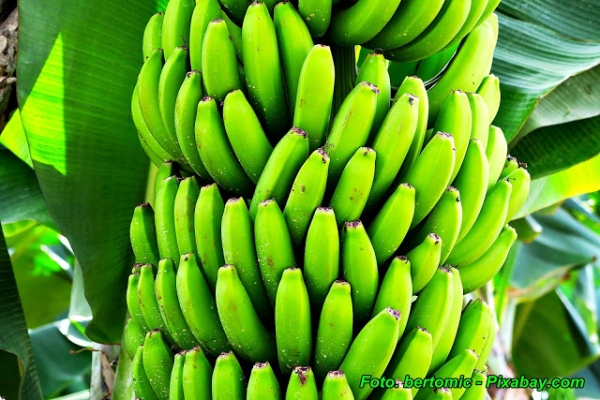 Co zrobić, aby zielone banany szybciej dojrzały.
