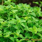 Oregano – do czego...