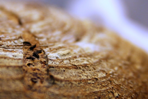 Projekt chleb [level 5]: pszenno-żytni razowy na odwrót. I słowo o składaniu bochna
