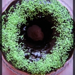 Babka murzynkowa