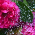 Kwiaty w deszczu…