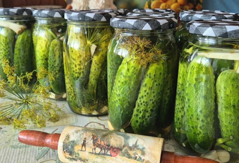 Ogórki kiszone do spiżarni