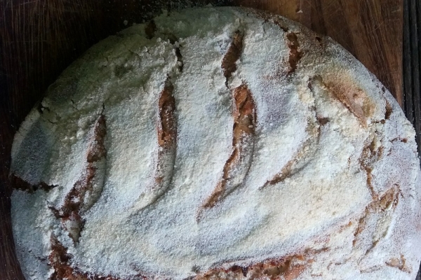 Chleb jak z Altamury - czerwcowa piekarnia