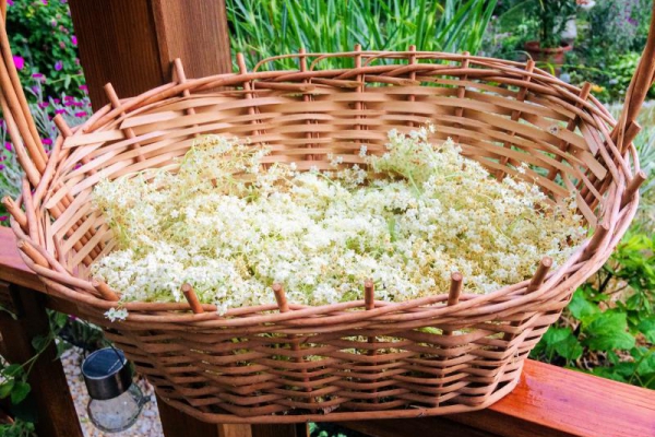 Sprawdzony przepis na syrop z kwiatów czarnego bzu