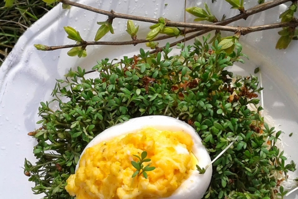Jajka z farszem z żółtego sera