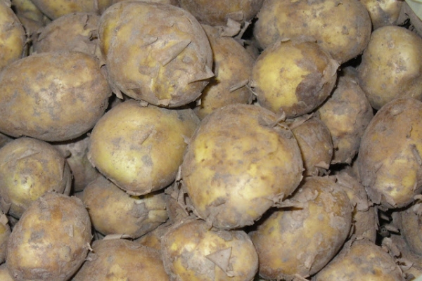 Młode ziemniaki - obniżają ciśnienie krwi.