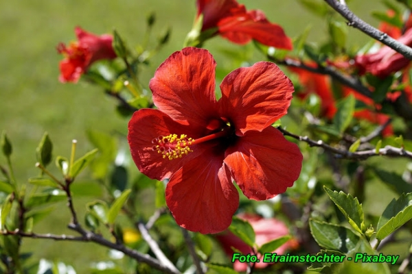 Herbatka z kwiatów hibiskusa ( łagodny i bezpieczny środek na obniżenie ciśnienia ).