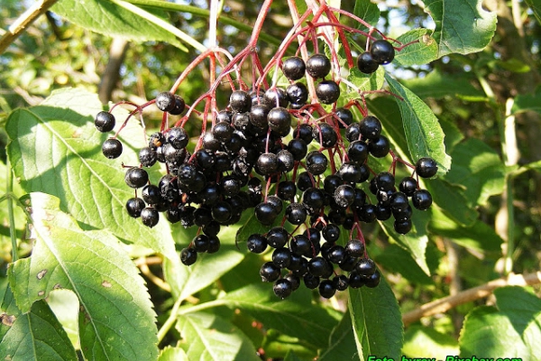 Zdrowotna nalewka z owoców czarnego bzu ( doskonała na przeziębienie ).
