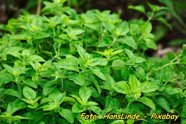 Herbatka antywirusowa z oregano.