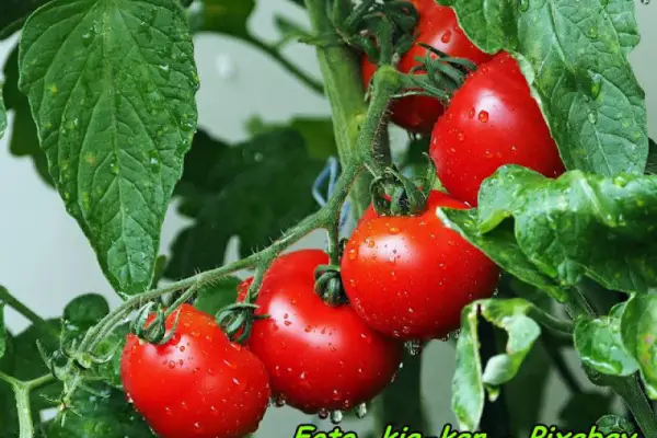 Jak przechowywać pomidory, aby nie starciły aromatu.