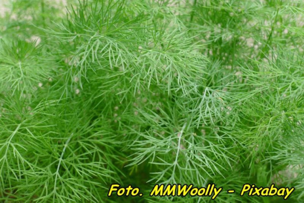 Jak przechować świeży koperek przez kilka dni.