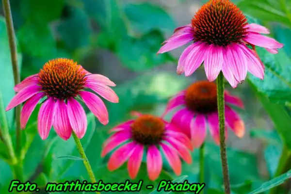 Nalewka z jeżówki purpurowej ( echinacea ) ( Wzmacnia odporność organizmu ).