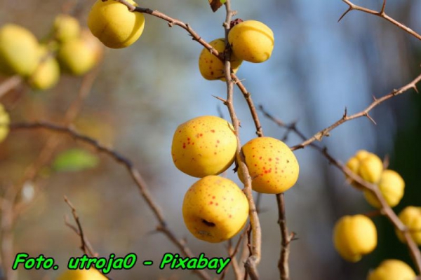 Nalewka z owoców pigwowca ( do herbaty ).