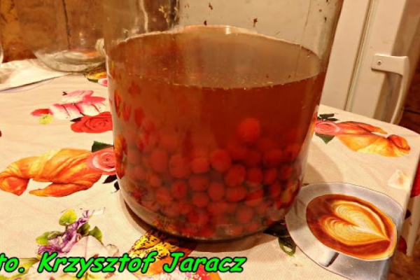 Co to jest Maceracja ?