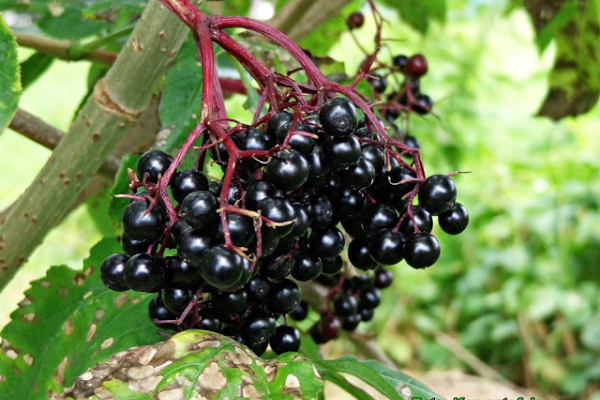 Sok z owoców bzu czarnego.