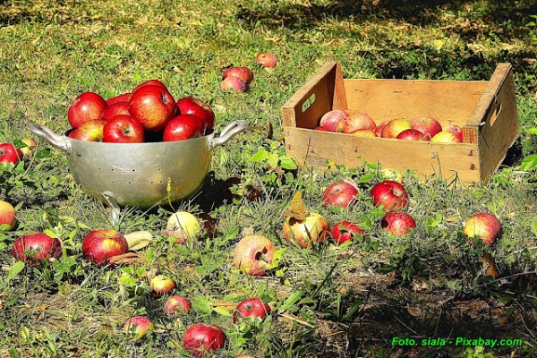 Sok ( 100% ) z jabłek na zimę.