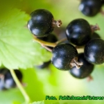 Mikstura wzmacniająca...