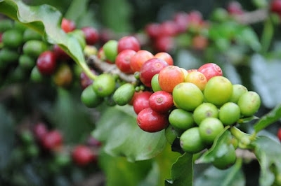 Trzy powody, aby kupić ekologiczną kawę  