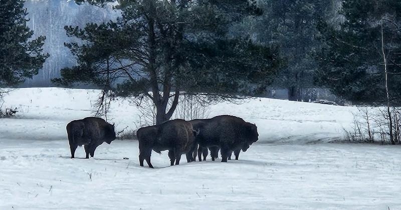 Kraina Simony Kossak i podlaskie tofu