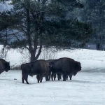 Kraina Simony Kossak i...