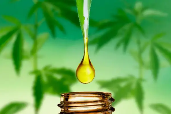 Olej konopny i inne wyroby z konopi siewnych – właściwości i zastosowanie