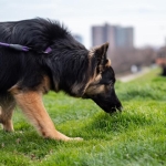 Jaką smycz wybrać dla...