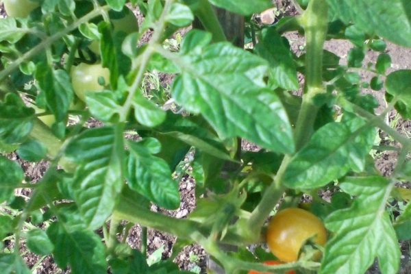 Amatorska uprawa pomidorów