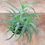 Aloes drzewiasty - nowe...