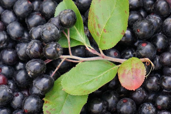 KUCHENNA APTEKA #39 - ARONIA