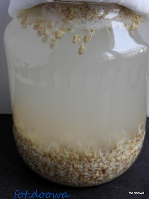 Rejuvelac - napój probiotyczny z kiełkowanych nasion