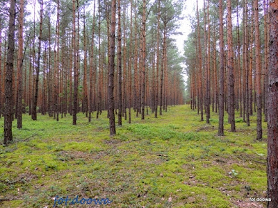 Las Puczniew, Las Julianów - moja sierpniowa wyprawa leśna