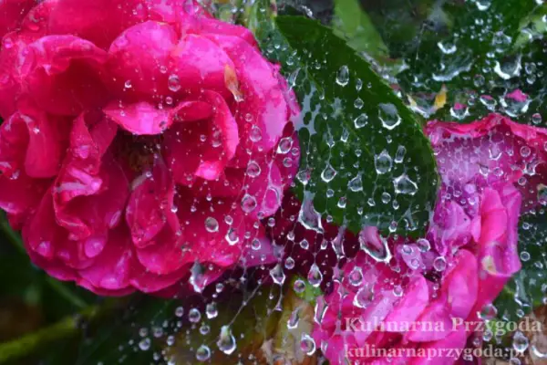 Kwiaty w deszczu…