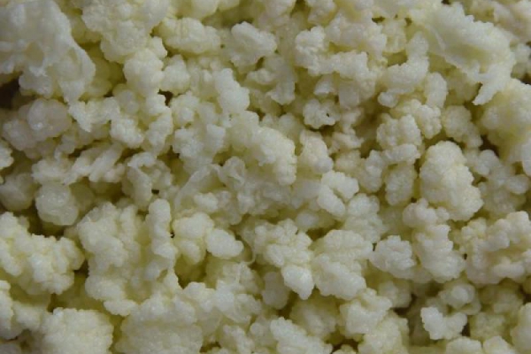 GRZYBEK TYBETAŃSKI – ziarno kefiru czy jak mieć domowy pyszny kefir