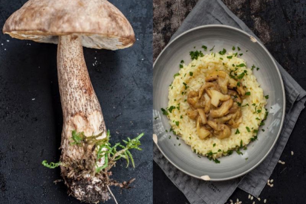 Risotto z maślakami