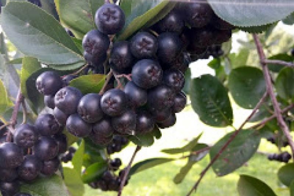 Aronia