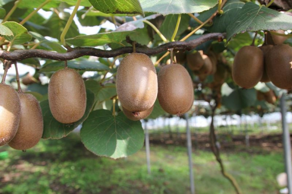 Kiwi – jeden z najzdrowszych owoców świata. Warto włączyć je do diety szczególnie teraz