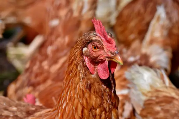 Polscy hodowcy na potęgę faszerują zwierzęta antybiotykami. Przerażające dane