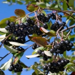 Aronia czarna –...