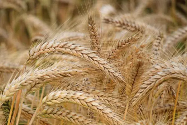 „Typy” mąki pszennej i jej zastosowanie