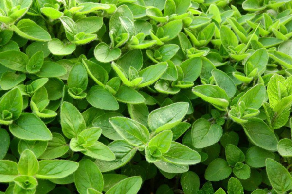 Co warto wiedzieć o oregano?