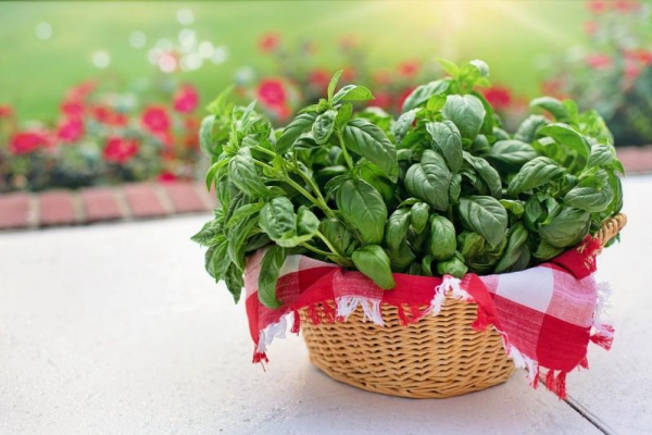Bazylia. Właściwości zdrowotne i jako aromatyczna przyprawa