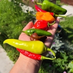 Ostatni moment na wysiew...