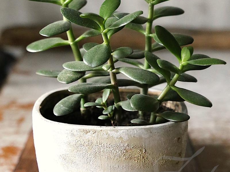 Jak Pielęgnować Grubosza