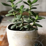 Jak Pielęgnować...