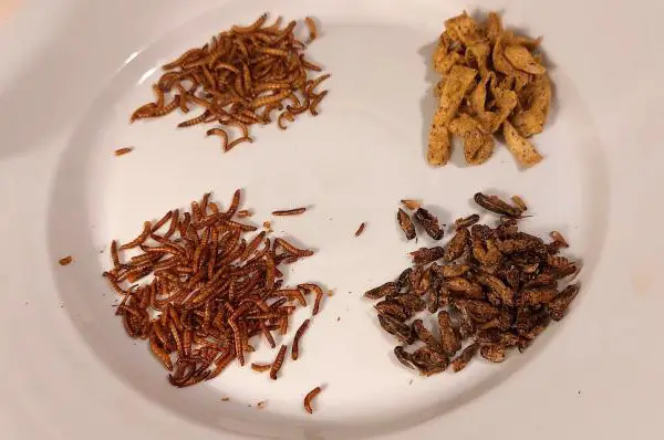 Przekąski z owadów – Robaki z paki