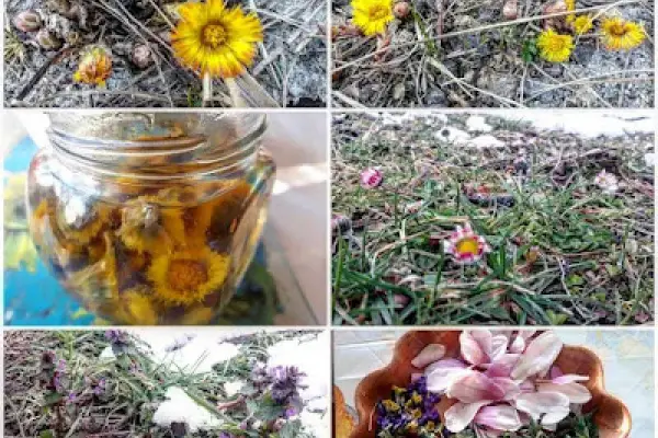 Syrop z kwiatów podbiału - Horsefoot Blossom Syrup Recipe - Sciroppo di fiori di tossilagine