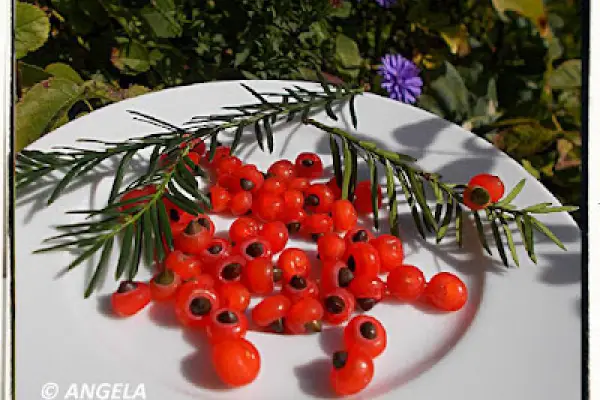 Owoce cisu - European Yew Tree Fruit Recipe - Gli arilli del tasso