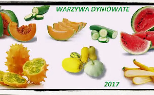 Zaproszenie do akcji kulinarnej  Warzywa dyniowate 2017