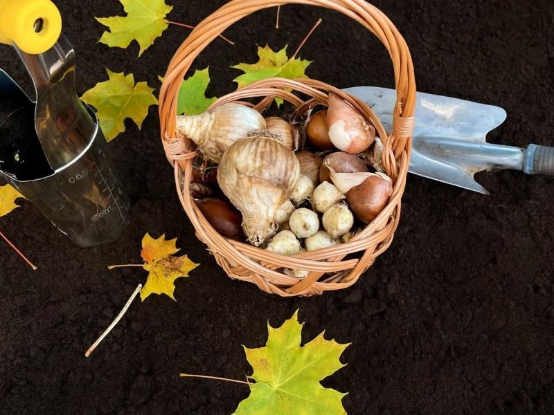 Kiedy jesień zagląda do ogrodu - sadzenie cebul kwiatów